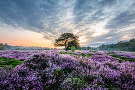 Lila Heidekraut Bakkeveen