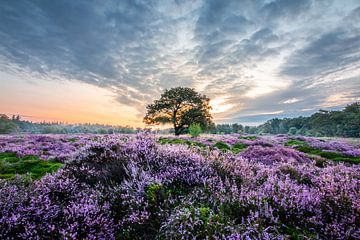 Purple Heath Bakkeveen by Henk-Jan Hospes
