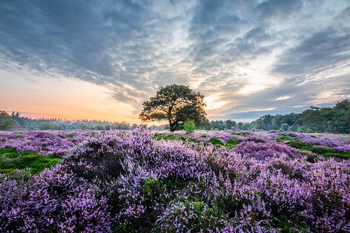 Purple Heath Bakkeveen