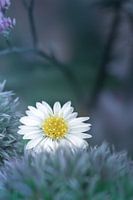 Aster Alpinus