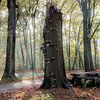 Lumière dans la forêt d'automne sur Natuurfotografie_simoneopdam
