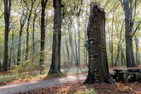 Lumière dans la forêt d'automne