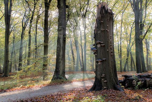 Light in the autumn forest
