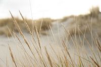duinen  en strand op een waddeneiland | natuur fine art foto