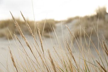 Dünen und Strand auf einer Watteninsel | Natur Kunstfoto