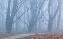 Forest path in fog by Thijs Friederich