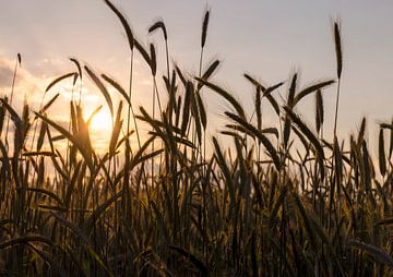 Blé au soleil du soir sur Ann Motet