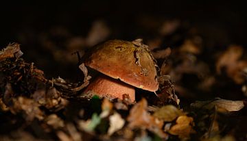 paddenstoel verstopt onder een bladerdek van Michel Knikker