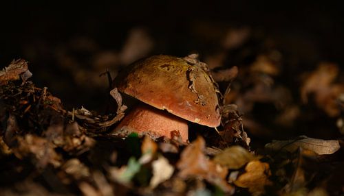 paddenstoel verstopt onder een bladerdek
