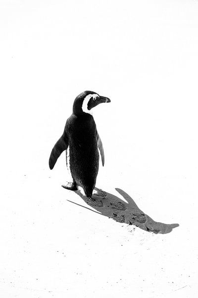 Pinguin von Katrin Engl