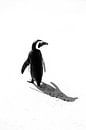 Pinguin von Katrin Engl Miniaturansicht