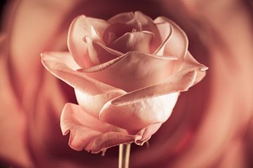 Vintage roos in warme tinten oranje en roze van Lisette Rijkers