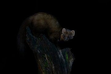 The pine marten in the night. by Albert Beukhof