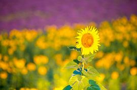 zonnebloem in de Provence by eric t'kindt