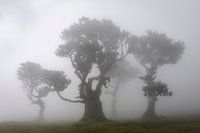 Fog dance in the fairy forest