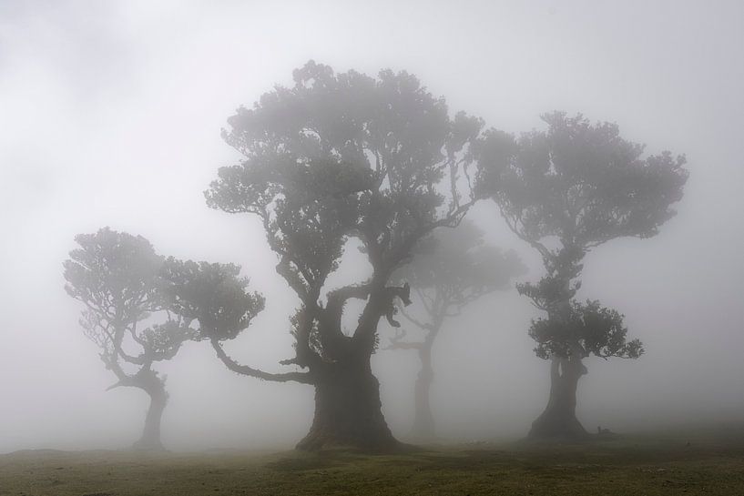 Danse de la brume dans la forêt des fées par Olaf Karwisch