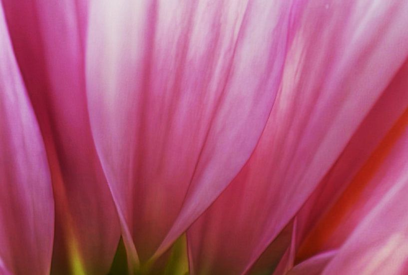 Hübsch in Rosa von fb-fotografie