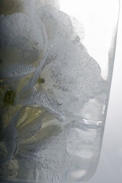Hyazinthen in Eis 3 von Marc Heiligenstein