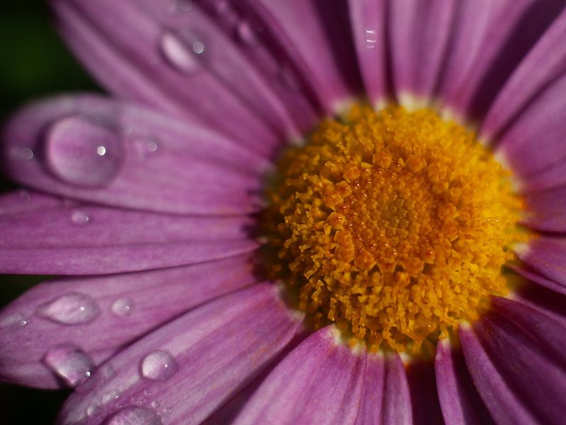 Close Up Marguerite nach einem Regenschauer von Mr White Takes Pictures
