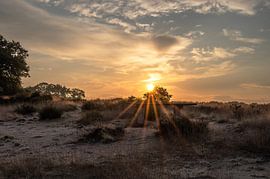 Planken Wambuis Teil 116 von Tania Perneel