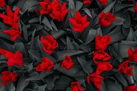 Red tulips top view