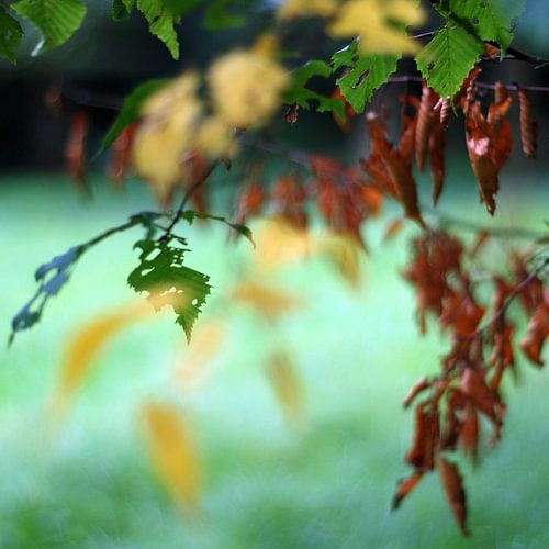 Floating autumn leafs