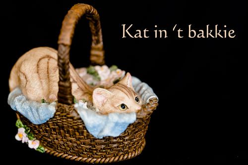 Kat in 't bakkie