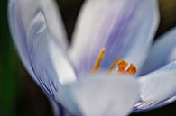 Krokus Blüten mit schönen Bokeh von Martin Köbsch Miniaturansicht