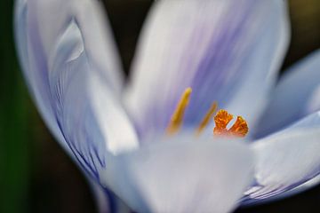 Krokus Blüten mit schönen Bokeh von Martin Köbsch