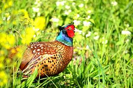 Fazantenhaan sur Arno-Jan Boere