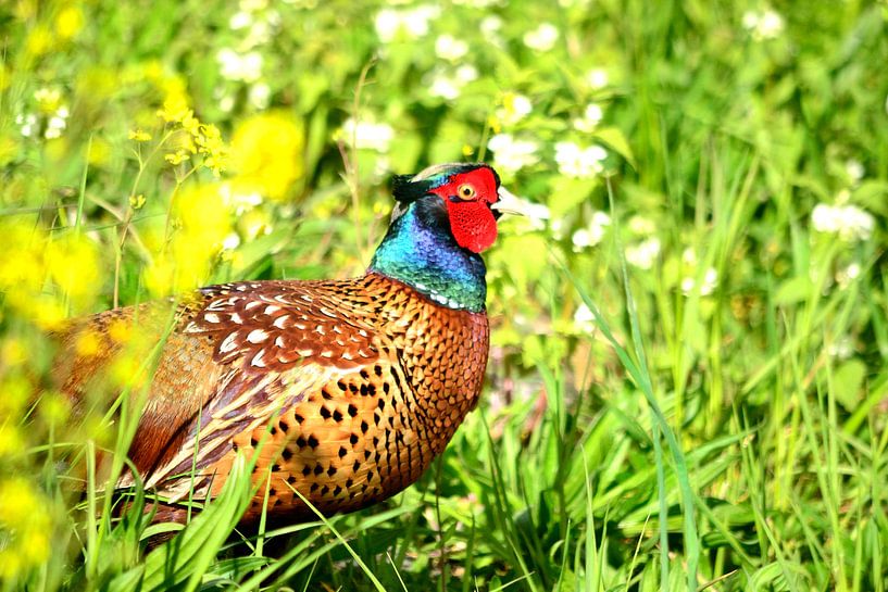 Fazantenhaan by Arno-Jan Boere