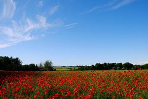 Mohnfeld