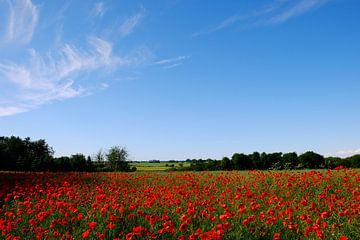 Champ de coquelicots