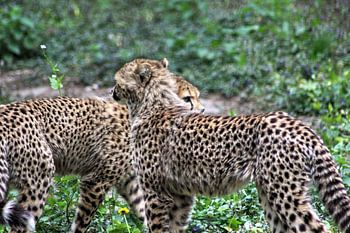 Twee jachtluipaard jongen