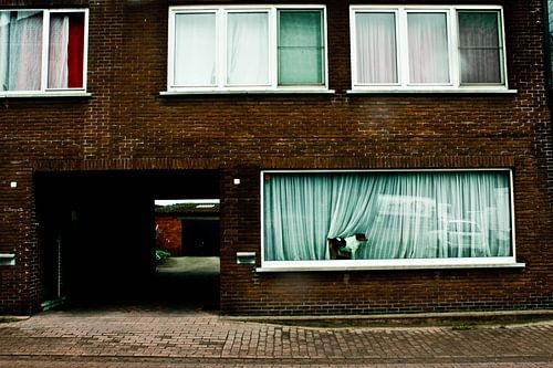 Als een hond in de vitrine