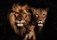 Leeuwen familie met 1 welp