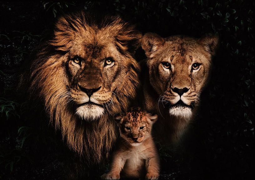 Lion family with 1 cub by Bert Hooijer