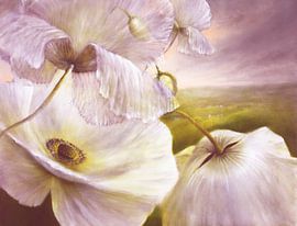 Dans le vent d'été