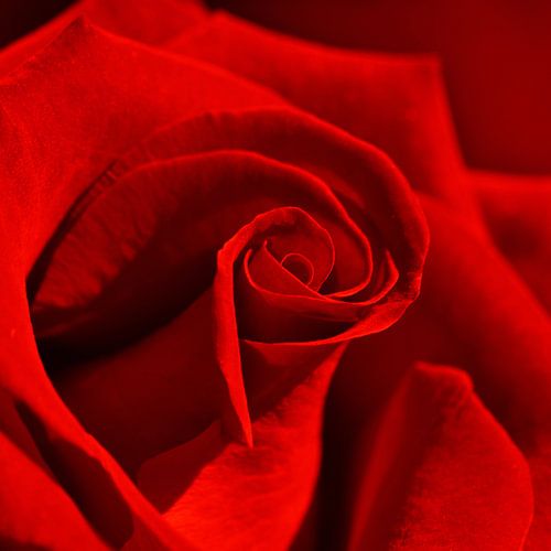 Red rose by Violetta Honkisz