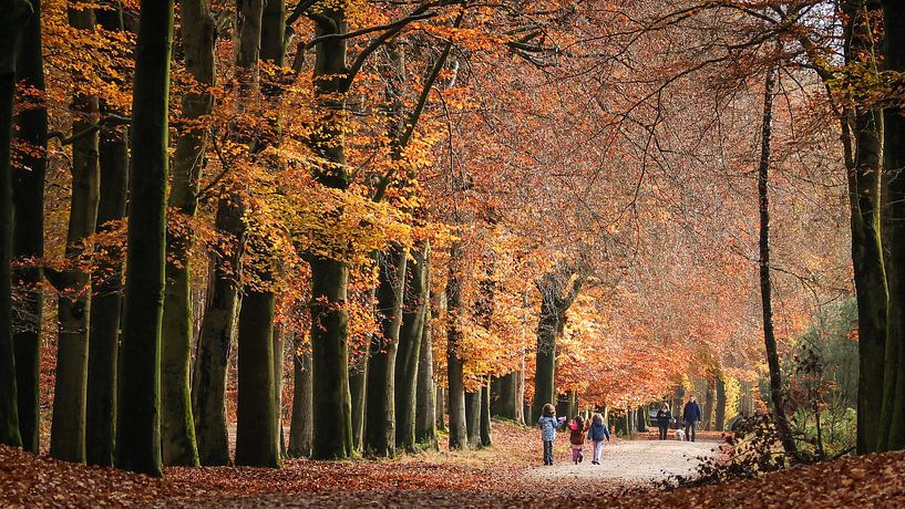 Forêt d'or. par Willeke van Vulpen