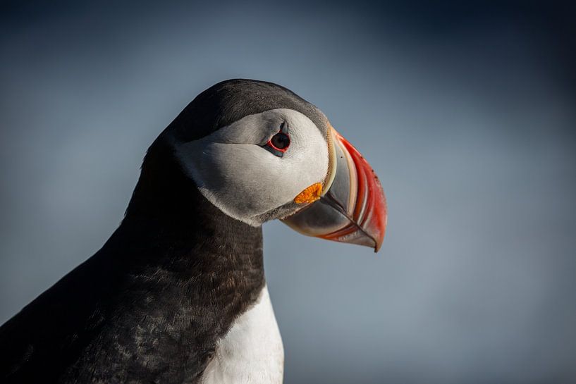 Papegaaiduiker portret van Menno Schaefer