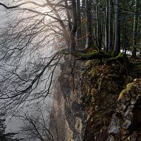 Mystischer Wald