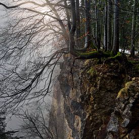Mystischer Wald von CSB-PHOTOGRAPHY