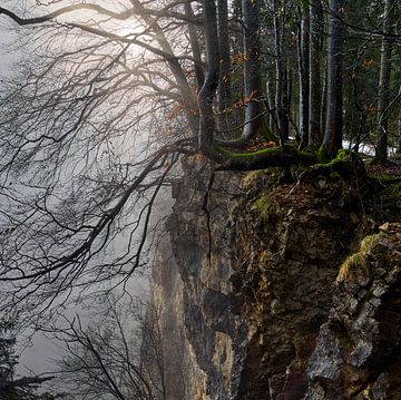 Mystic forest by CSB-PHOTOGRAPHY