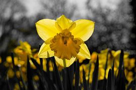 Narzisse