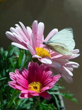 Witte vlinder op roze bloemen van Arthur Hooijer