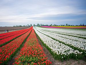 Tulpenfeld im Frühling