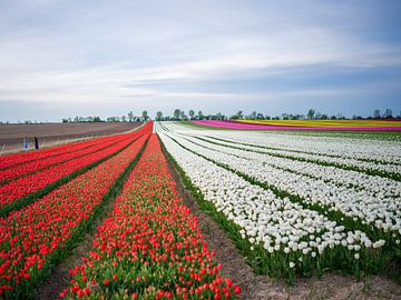 Tulpenveld in de lente