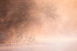 De Brabantse Biesbosch als een sprookje