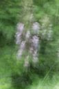 Beautiful dreamy photo of a Spiny hogweed (Acanthus Mollis) by Patrick Verhoef thumbnail